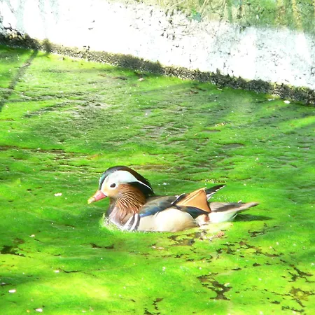 Frühstückspension La Maison D'arbouet 3*